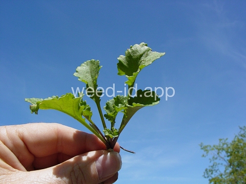 daisy, oxeye